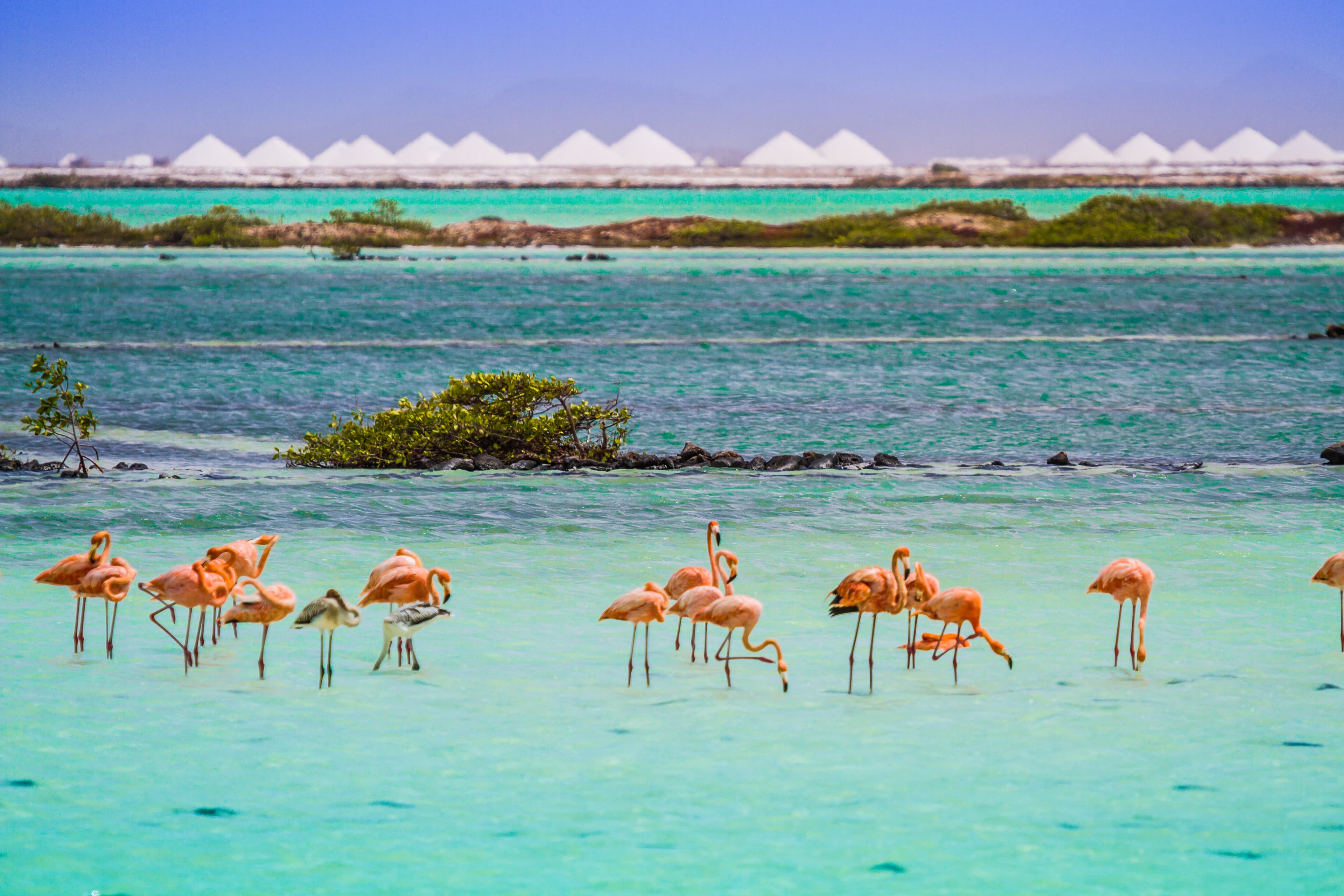 Flamingoreservaat en zoutbergen op Bonaire